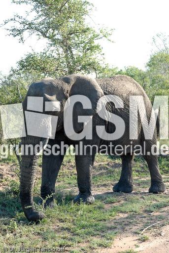 Afrikanischer Elefant (55 von 131).jpg